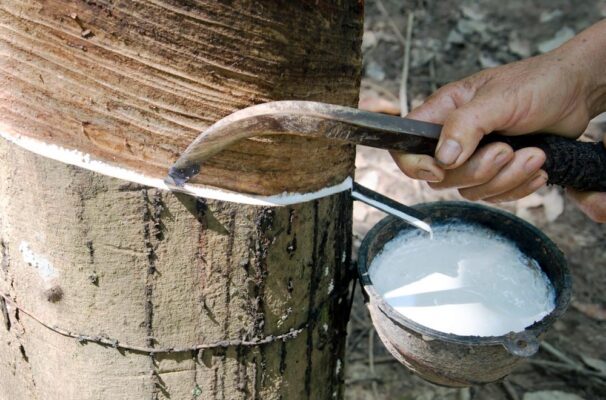 Latex harvested from rubber trees