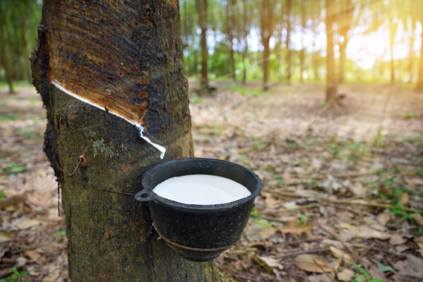 What is natural rubber latex?